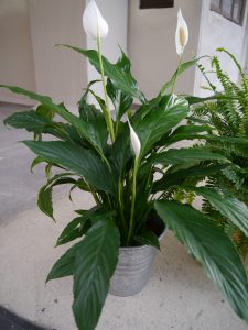 Fredslilje, Spatiphyllum wallisii