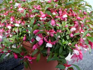Fuchsia, eller Tåre i rosa og hvitt