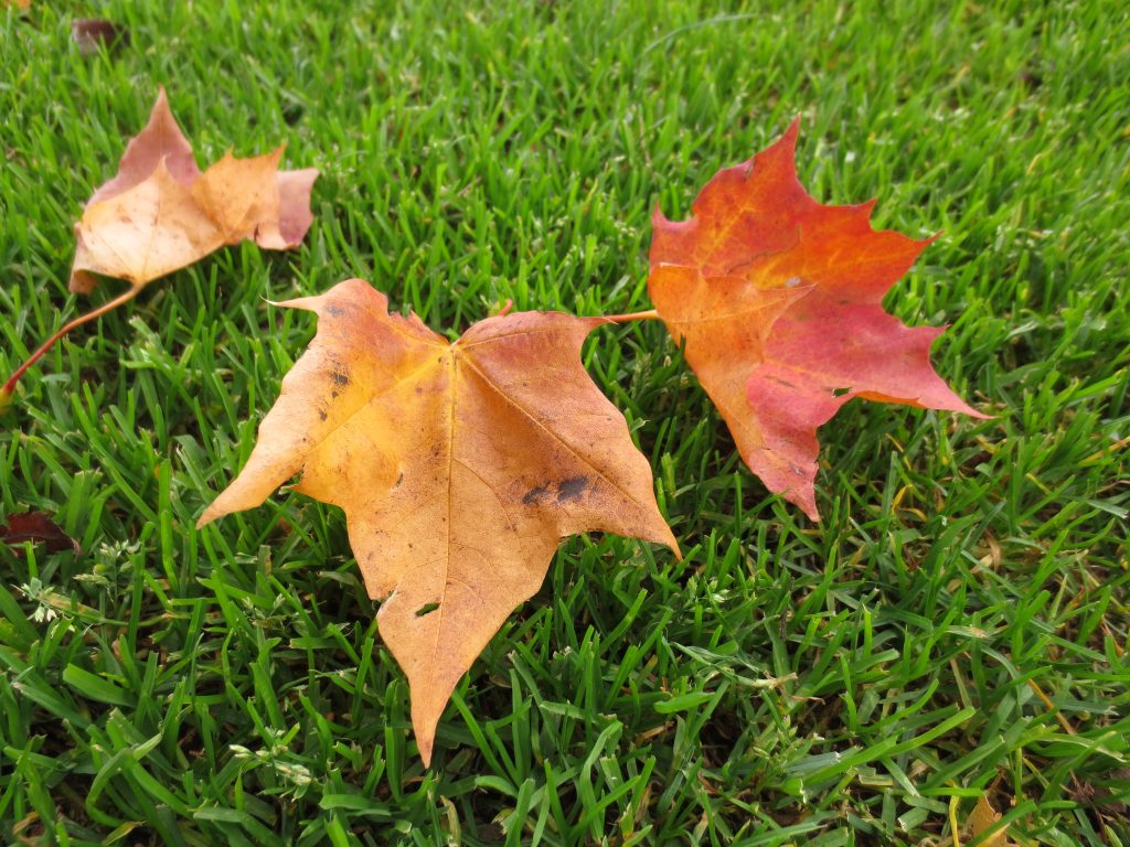 høst, blad, høstfarger