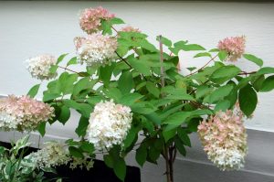 Syrinhortensia, Hydrangea paniculata