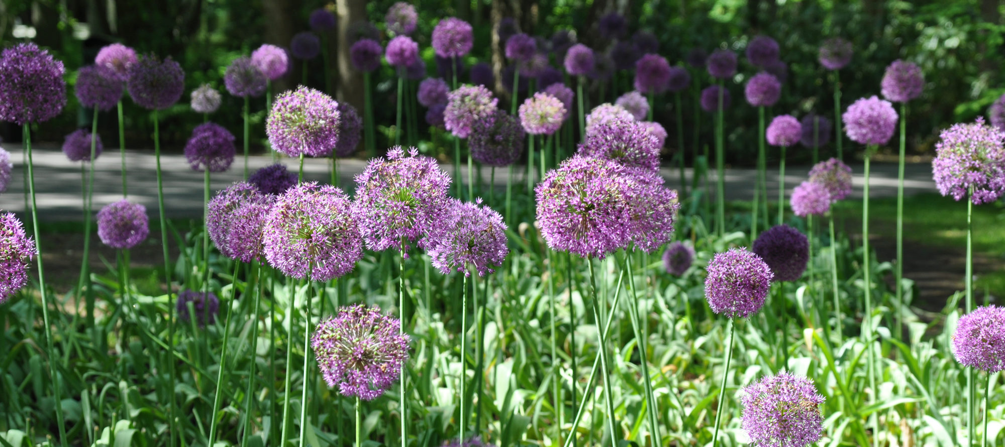 Bilde av Allium, bilde av prydløk i parken