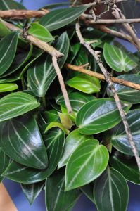 Rotterompe; Peperomia maculosa