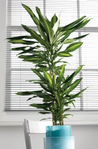 Draketre, Dracaena fragrans