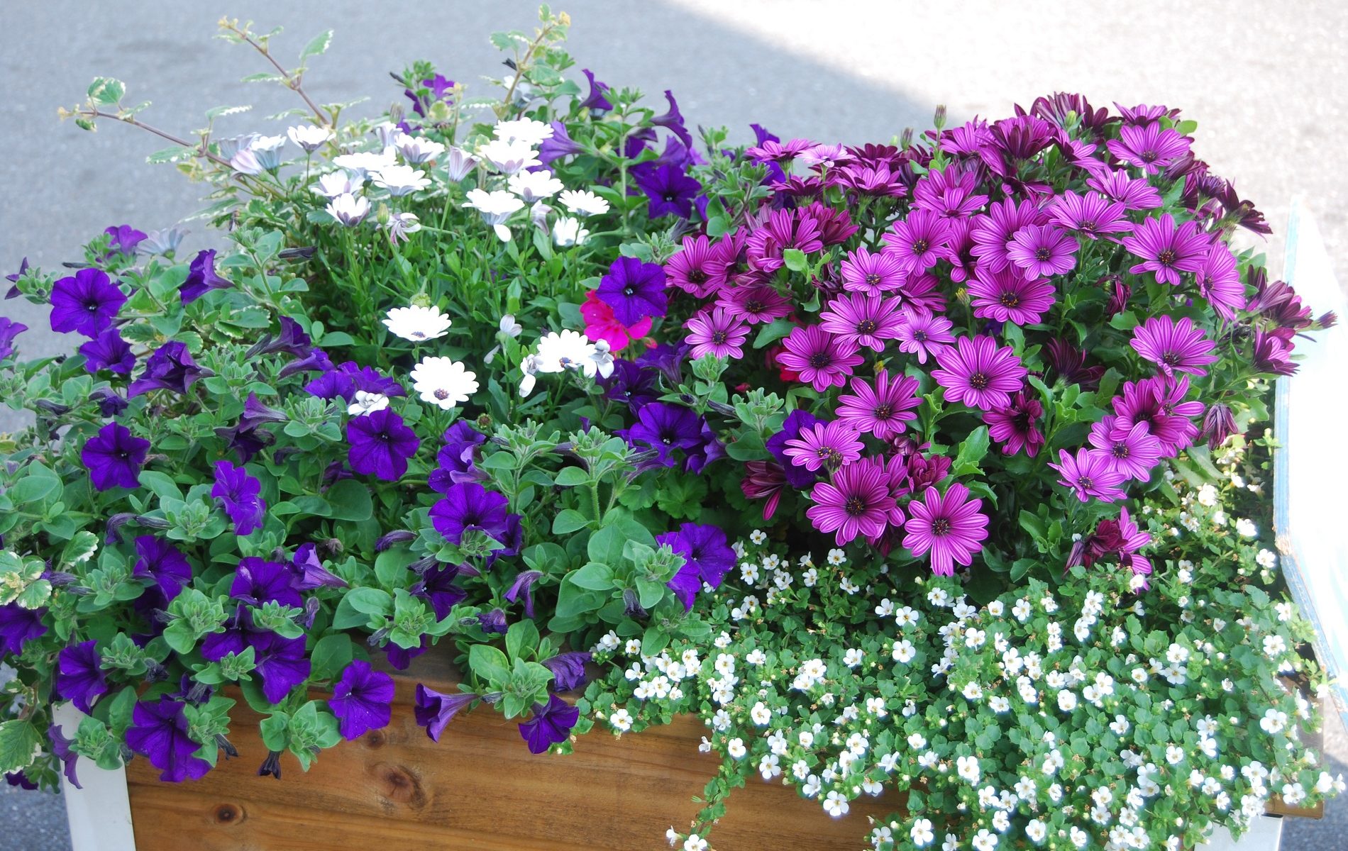 Petunia, spanske margeritter, Bacopa