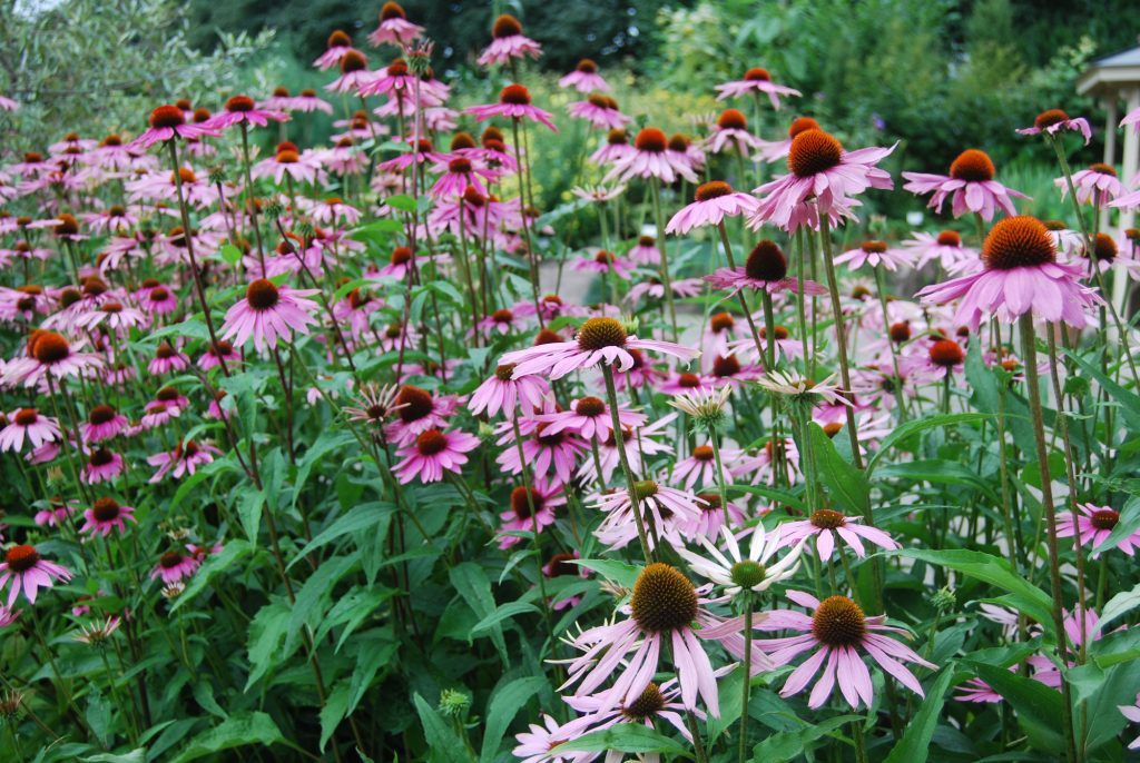 Solhatt, Echinacea purpurea