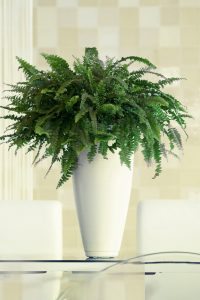 Sverdbregne, Nephrolepis