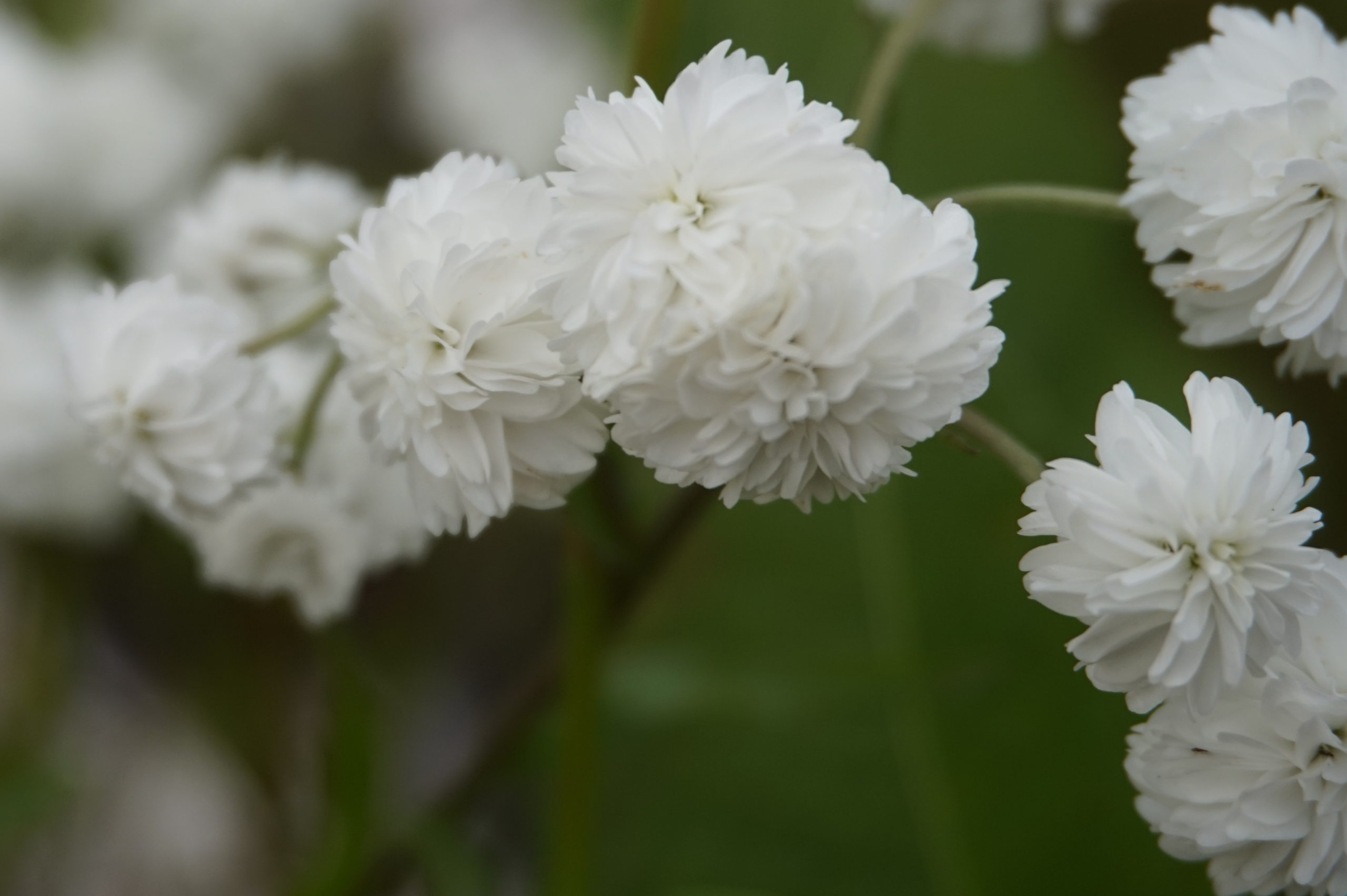 Nyseryllik Achillea ptarmica ’Flore Pleno’ Plantearven