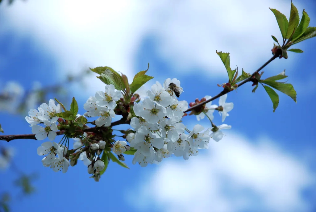 Søtkirsebærtre Prunus avium KLOSTER® E ('Eplkls')