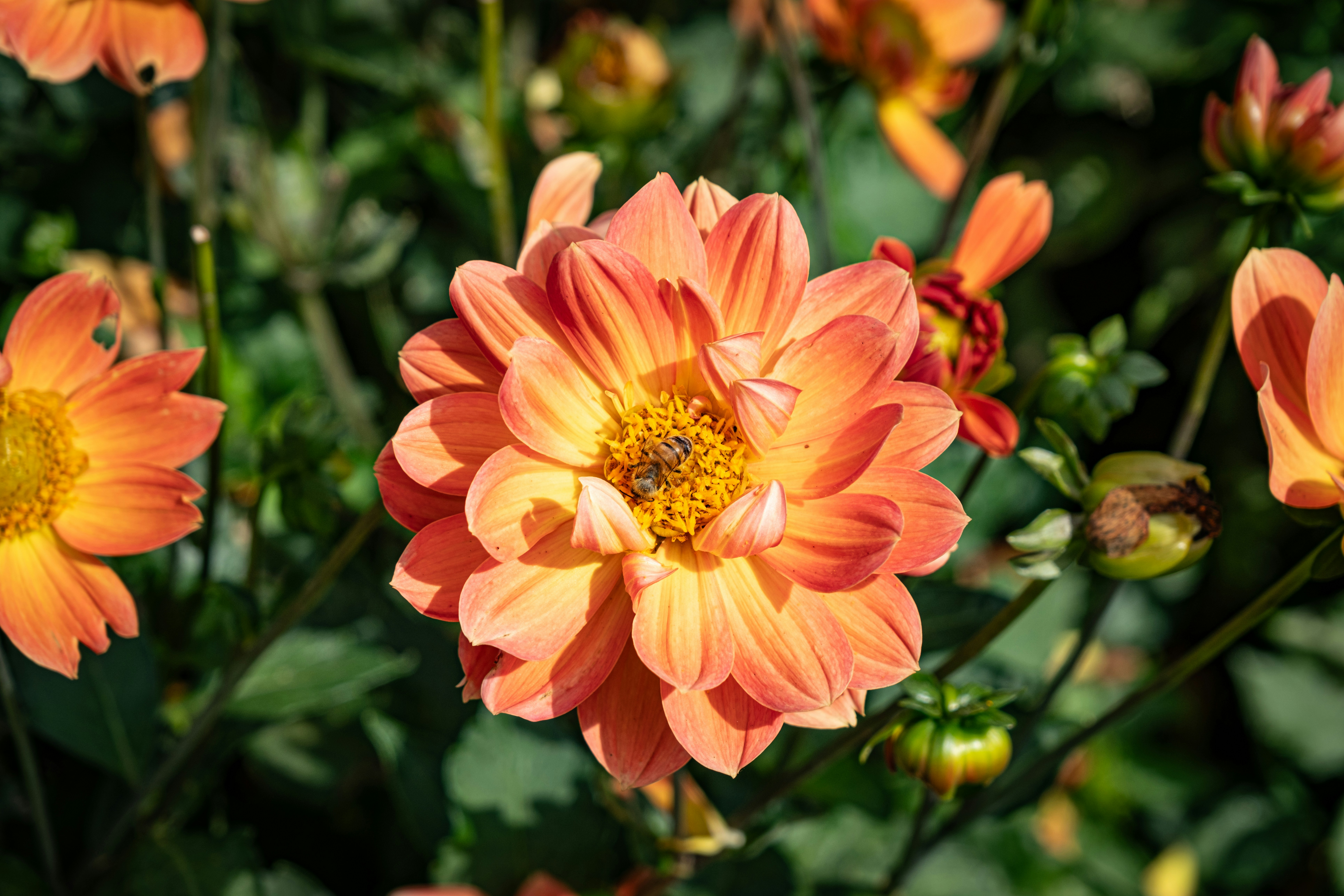 Ferskenfarget dahlia
