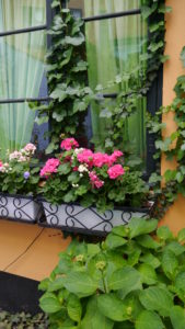 Romantisk bakgårdsvindu i København, smykket med Pelargonium, hortensia og eføy