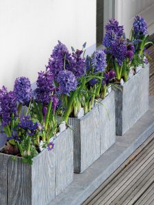 Vårblomstrende blomsterløk