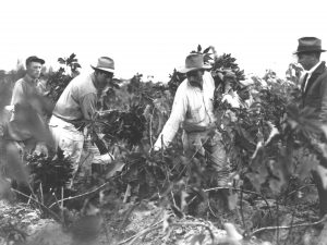 Høsting av julestjerner