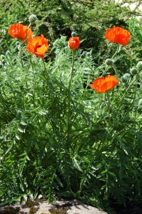 Valmue, Papaver