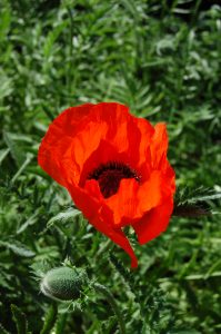 Valmue, Papaver