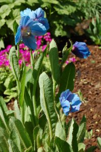 Blå valmuesøster, Meconopsis