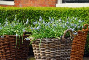 Perleblomster, Muscari