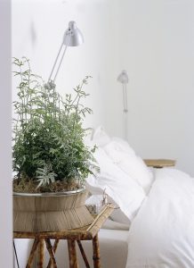 Pteris