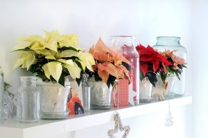 Fargevariasjoner i julestjerne