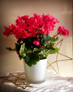 Juleglede, julebegonia