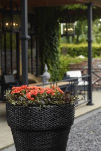 Ildtopp, Kalanchoe, utendørs, sommerkrukke