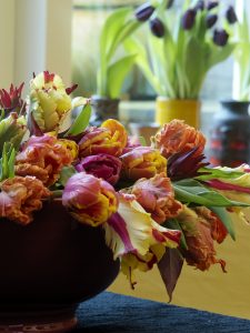 Tulipan
