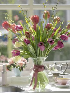 Tulipan