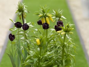 Tulipan og keiserkrone