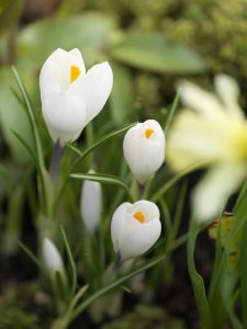 Hvit krokus, nærbilde