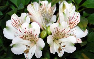 Inkalilje, Alstromeria