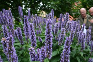 Anisisop - Agastache foeniculum