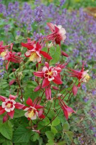 Akeleie, Aquilegia