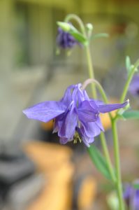 Akeleie, Aquilegia