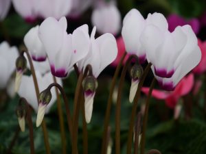 Alpefiol, cyclamen, nærbilde