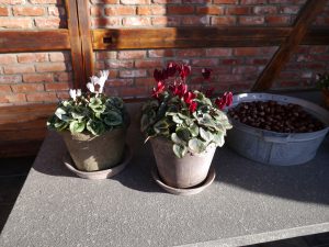 Alpefioler klarer kalde høstnetter