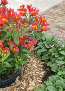 Alstroemeria i potte