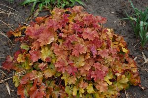 Alunrot, Heuchera
