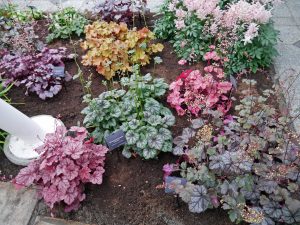 Sorter av alunrot, Heuchera