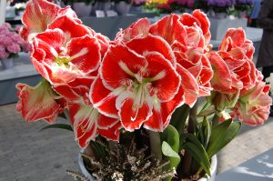 Nydeligste. skinnende Amaryllis