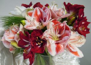 Amaryllisbukett