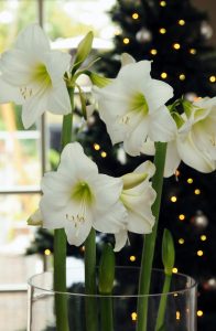 Hvis Amaryllis