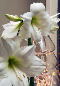 Hvit Amaryllis