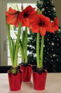 Amaryllis er juleblomsten
