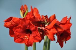 Julerød Amaryllis