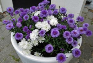 Aster i krukke