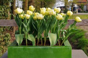 Tulipaner i krukke