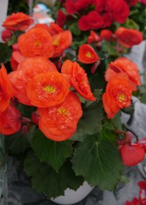 Begonia i orange