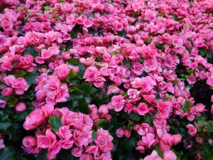 Begonia er også flott i store bed