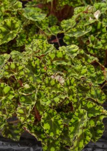 Begonia rex, kongebegonia