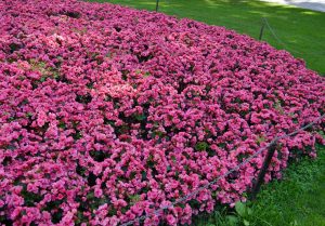 Store bed med begonia