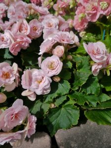 Begonia hiemalis